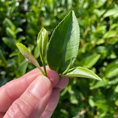 Hand holding tea leaves.