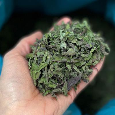 Hand holding dried tea leaves